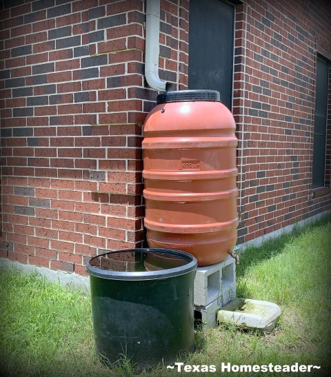 55-gallon food-safe barrel with spigot. See the three different rainwater catchment systems that work best for our homestead. We irrigate our gardens 100% with captured rainwater #TexasHomesteader