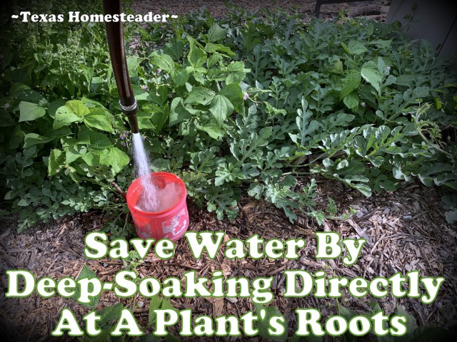 Save water by deep soaking directly at a plant's roots using repurposed coffee can #TexasHomesteader