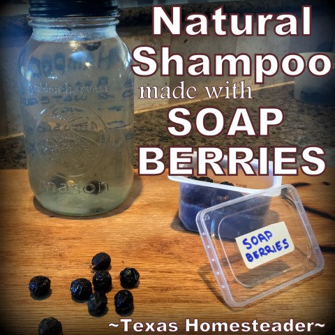 Homemade shampoo using soapberries I harvested myself and pure rainwater. #TexasHomesteader