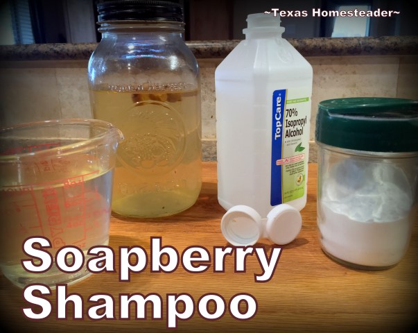 Using Soapberries for a natural shampoo is easy on your hair and easy on your budget. It's true - soap really DOES grow on trees! #TexasHomesteader