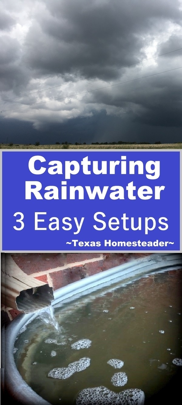 We capture rainwater for all our outside irrigation needs. Come see 3 easy setups we use here on the Homestead. #TexasHomesteader