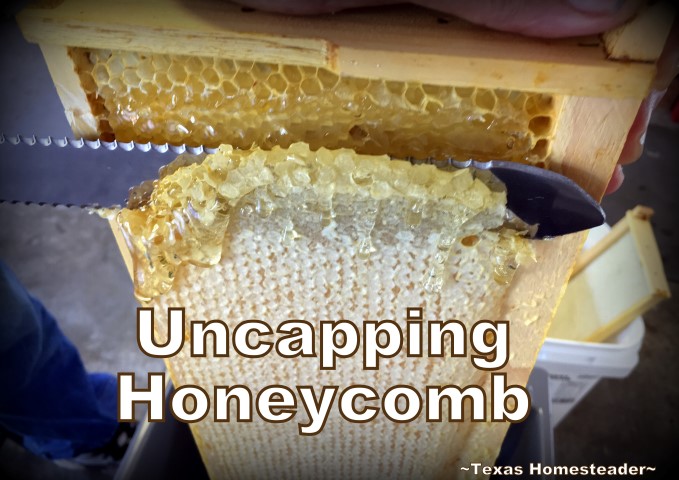 Uncapping honeycomb. See how we took our honeybee's honey from hive to glass jars. I share tips about honey moisture monitoring and more. #TexasHomesteader