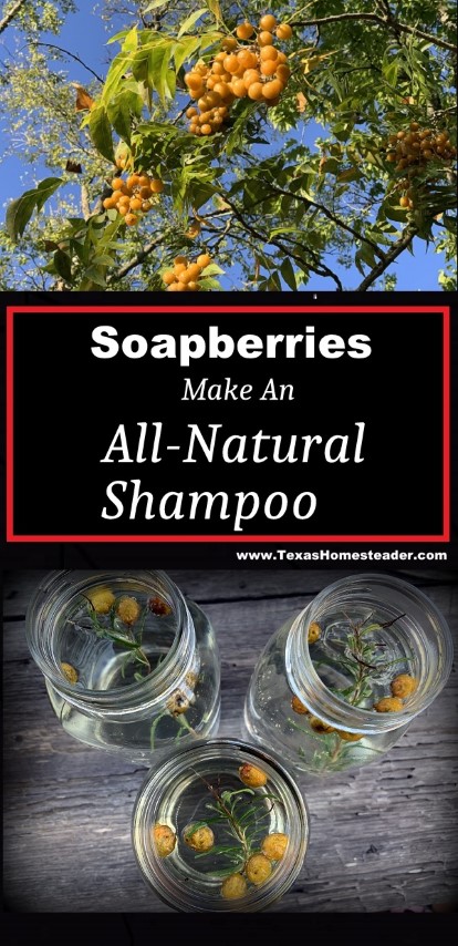 Using Soapberries for a natural soapberry shampoo is easy on your hair & easy on your budget. It's great for zero-waste cleaning! #TexasHomesteader