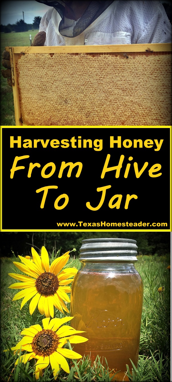 Harvesting honey, from beehive to bottles or jars. #TexasHomesteader