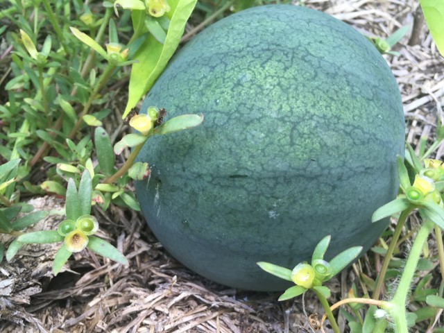 Watermelon growing in the garden. August is usually so hot & dry the garden in Texas goes dormant. But this year we've had some successes too. Come see! #TexasHomesteader