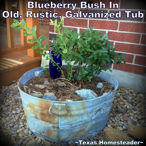 I planted a miniature blueberry in an old rustic galvanized tub. #TexasHomesteader