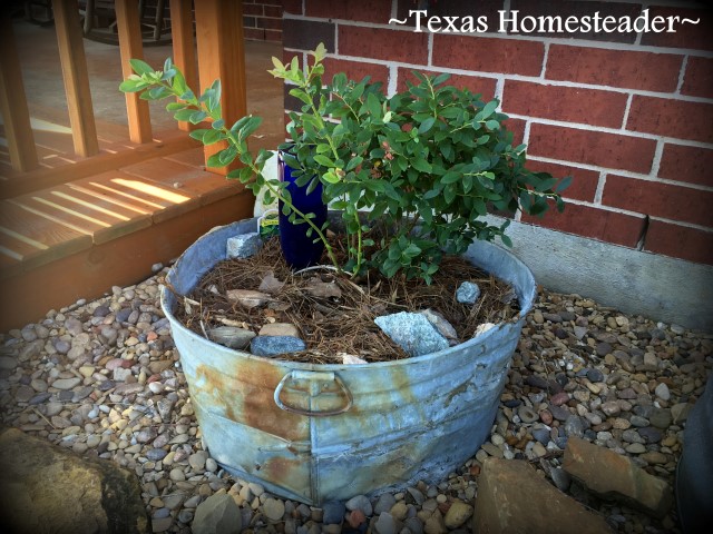 I was able to repurpose an old, rustic, rusted, mishapen galvanized tub to add beauty to our porch landscape. I planted a blueberry in it. #TexasHomesteader