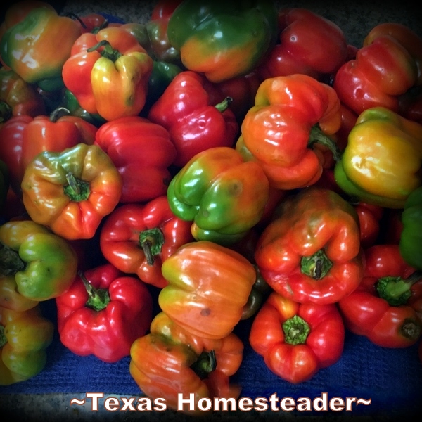 Pretty colorful peppers. #TexasHomesteader