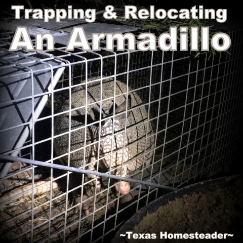 Armadillos are notoriously hard to trap. But we needed to relocate an armadillo from our yard. See what worked for us. #TexasHomesteader