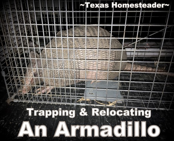Armadillos are notoriously hard to trap. But we needed to relocate an armadillo from our yard. See what worked for us. #TexasHomesteader