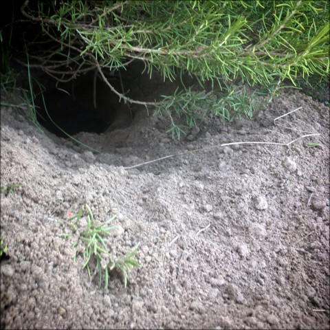 An armadillo burrow. Armadillos are notoriously hard to trap. But we needed to relocate an armadillo from our yard. See what worked for us. #TexasHomesteader