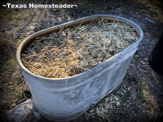 Old galvanized trough repurposed as a raised bed in the garden using hugelkultur principles. #TexasHomesteader