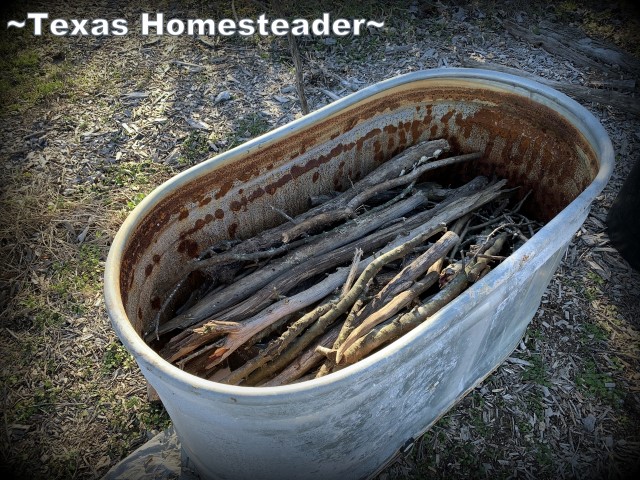 I'm layering soil components in an old water trough including hügelkultur techniques such as layering yard debris, compost, etc. #TexasHomesteader