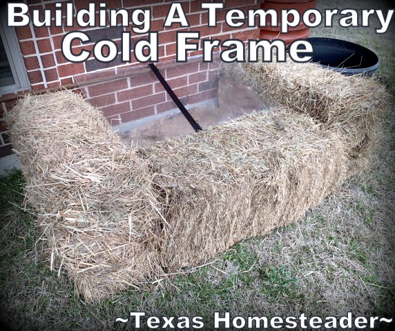 Temporary cold frame built using bales of hay and a piece of plexiglass. #TexasHomesteader
