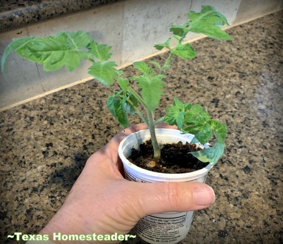 Tomato seedling planted in repurposed pot being prepared to be planted outside in the garden. #TexasHomesteader