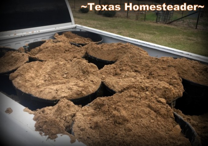 Buying soil from a dirt-hauler and filled large plastic buckets with fill dirt for cheap. #TexasHomesteader