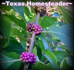 Beauty berry plant with bright purple berries. Come see 5 frugal things we did at our homestead to save the environment and some cold hard cash too during this self isolation period. #TexasHomesteader