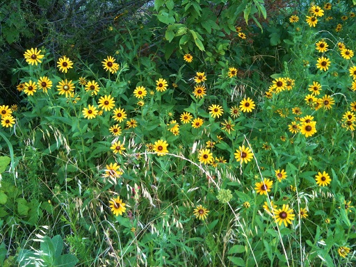 Black-eyed susan wildflowers in NE Texas. #TexasHomesteader