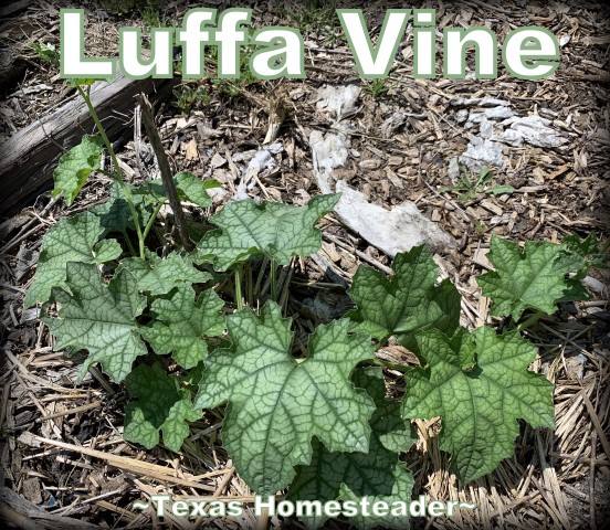 Young luffa vine growing in the garden. #TexasHomesteader