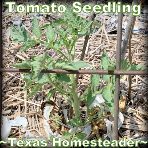 Tomato seedling hardened off and planted in the vegetable garden. #TexasHomesteader