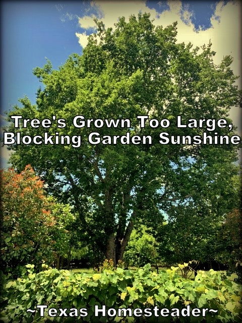 Tree blocking sunshine. July Garden. Even with a few surprising struggles this year, I have a few successes. Come see how we're faring here in our zone 8 veggie garden. #TexasHomesteader