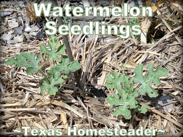 Watermelon seedlings. Come see my June garden update. I think I've solved the problem of why my garden failed! #TexasHomesteader