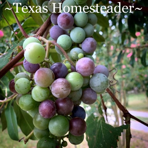 Empty coffee canisters are handy. I've found many ways to repurpose them on the homestead. Come see how they've helped me harvest grapes. #TexasHomesteader