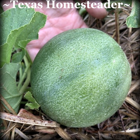 Mini-sized cantaloupe. July Garden. Even with a few surprising struggles this year, I have a few successes. Come see how we're faring here in our zone 8 veggie garden. #TexasHomesteader