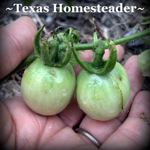 Tomatoes. July Garden. Even with a few surprising struggles this year, I have a few successes. Come see how we're faring here in our zone 8 veggie garden. #TexasHomesteader