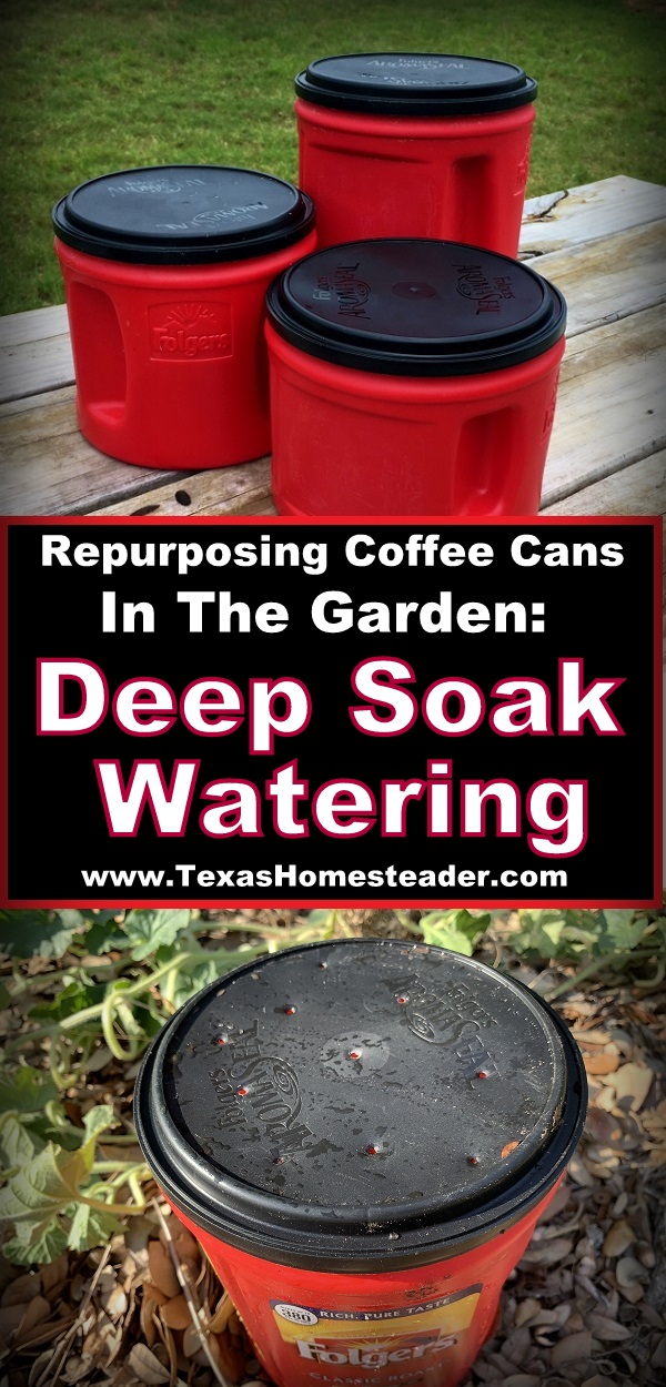 A repurposed coffee can can be used for deep soak watering in the garden. It conserves water while allowing water to slowly drip. #TexasHomesteader
