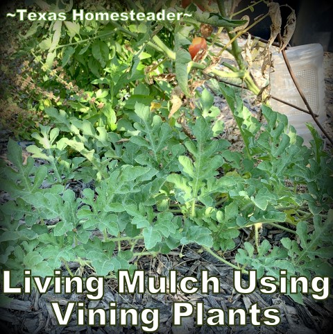 Living mulch grows along the ground to shade the soil and conserve moisture.