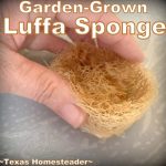 You can easily grow your own luffa (loofah) sponge in the garden for a zero-waste clean home. #TexasHomesteader