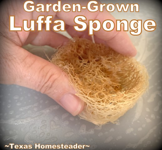 Luffa can scrub clean dishes. You can grow your own luffa sponge in your garden. They're easy to grow, eco friendly and fully compostable. #TexasHomesteader