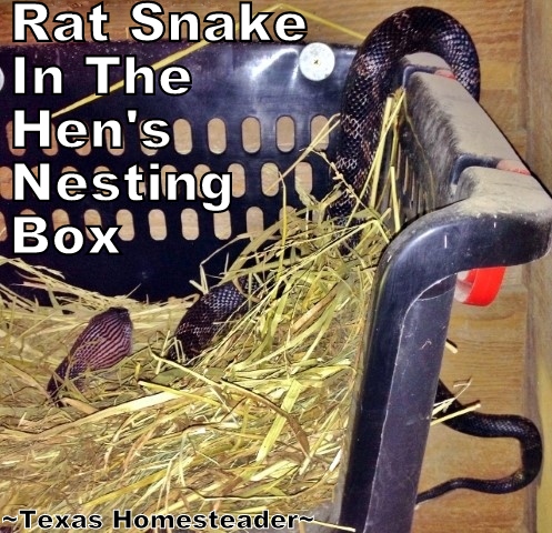 Rat snake in nesting box eating chicken eggs. Easily capture and relocate a snake, but do it safely. We've found the 47" snake grabber to be the best tool to relocate snakes safely. #TexasHomesteader