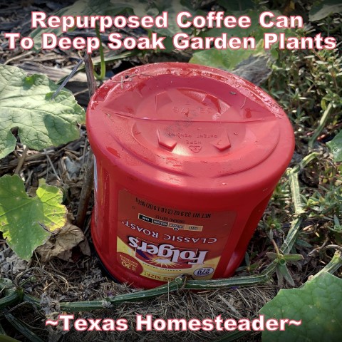A repurposed coffee can with holes punched can be used to help keep the garden watered. #TexasHomesteader