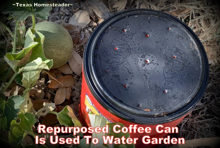 A repurposed coffee can can be used for deep soak watering in the garden. It conserves water while allowing water to slowly drip. #TexasHomesteader