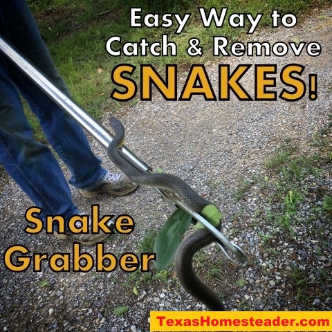Safely relocating a non-venomous snake. #TexasHomesteader