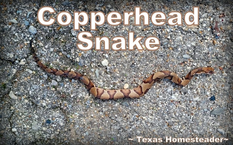 Venomous Copperhead snake in Northeast Texas #TexasHomesteader