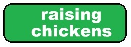 All our posts about raising backyard chickens. #TexasHomesteader