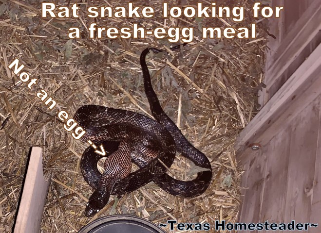 Rat snake in nesting box eating an egg. Easily capture and relocate a snake, but do it safely. We've found the 47" snake grabber to be the best tool to relocate snakes safely. #TexasHomesteader