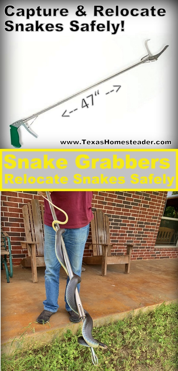 Easily capture and relocate a snake, but do it safely. We've found the 47" snake grabber to be the best tool to relocate snakes safely. #TexasHomesteader