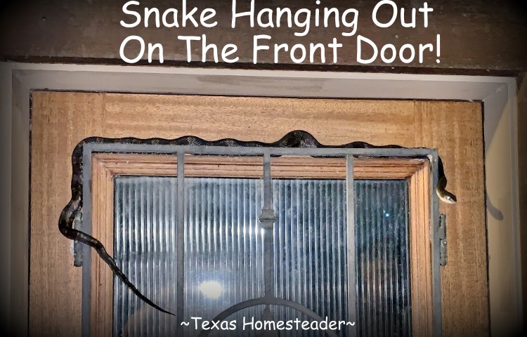 Long black rat snake on top of a metal decoration on a wooden door. #TexasHomesteader