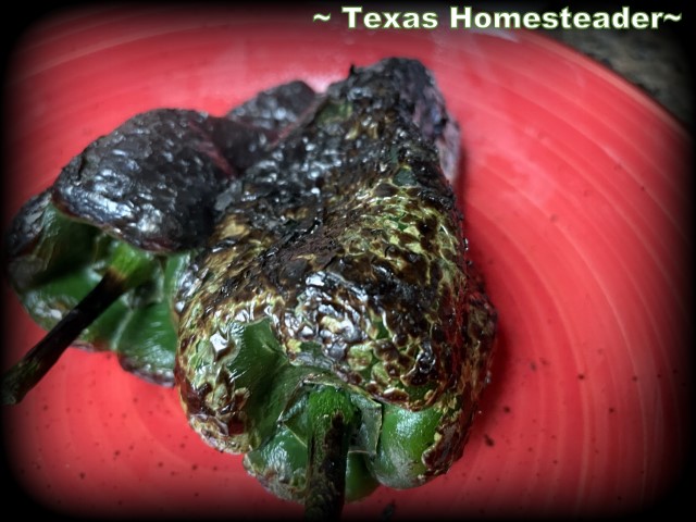 Two roasted poblano peppers on red plate. #TexasHomesteader