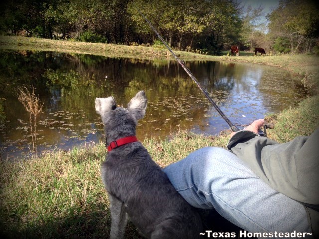 Silver mini-Schnauzer dog Bailey fishing at a Texas pond.