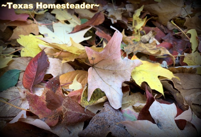 Leaves from trees can be raked up and used for natural soil amendment and mulch. #TexasHomesteader