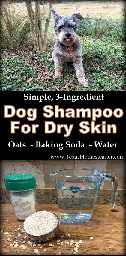 Homemade Dog Shampoo For Dry Skin ~Texas Homesteader~