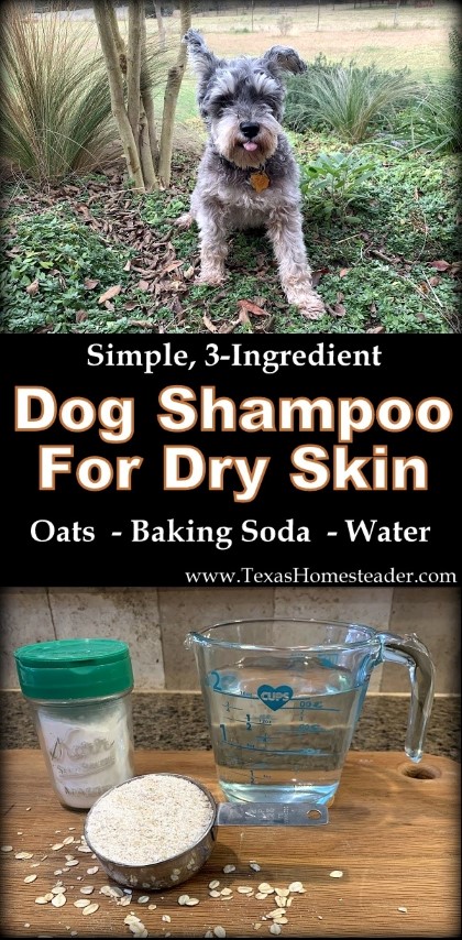 Homemade dog shampoo for dry store itchy skin