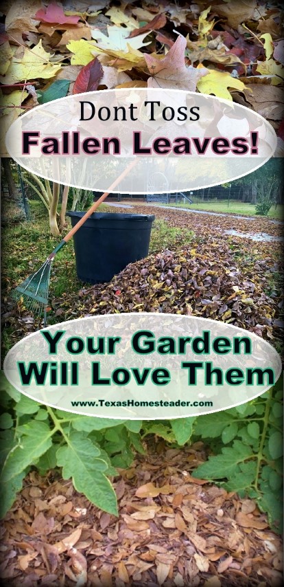 I use leaves for mulch instead of raking and bagging them and sending them to the landfill. There are lots of ways the garden benefits. #TexasHomesteader