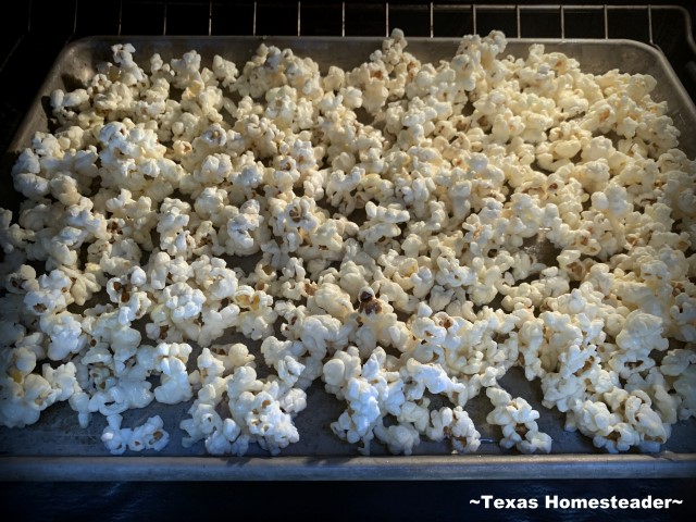Sweetened popcorn placed in oven to dry syrup more #TexasHomesteader