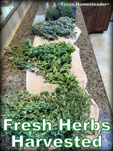 Harvesting fresh herbs and air drying on kitchen towels is an easy energy free way to dry fresh herbs. #TexasHomesteader